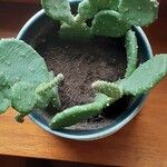 Opuntia humifusa Frunză