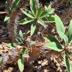 Euphorbia didiereoides Лист