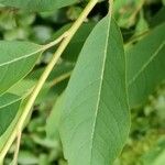 Exochorda × macrantha Leaf