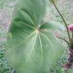 Anthurium formosum Leaf