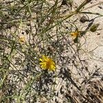 Launaea fragilis Flower