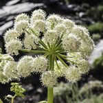 Angelica lineariloba ᱵᱟᱦᱟ