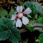 Potentilla micrantha 花