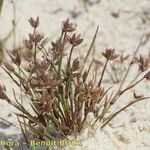 Juncus pygmaeus Frutto