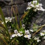 Euphrasia pectinata Λουλούδι