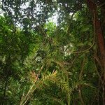 Laccosperma korupense Агульны выгляд
