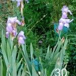 Iris pallida Цвят
