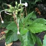 Nicotiana tabacumFleur