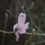 Lygodesmia juncea Flor