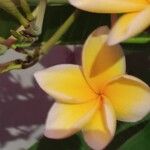 Plumeria alba Flor