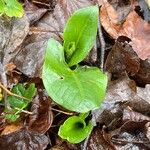 Arum maculatumᱥᱟᱠᱟᱢ