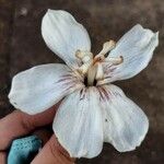 Ceiba glaziovii Flor