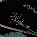Laportea bulbifera Alkat (teljes növény)
