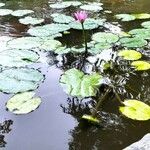 Nymphaea rubra Flower