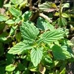 Scutellaria alpina Leaf