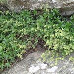 Alchemilla saxatilis Habit