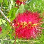 Melaleuca citrina Flower