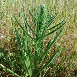 Echium italicum Habitus