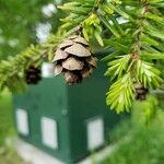 Tsuga canadensis Gyümölcs