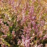 Calluna vulgarisFlower