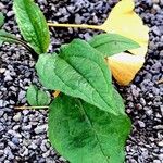 Echinacea purpurea Leaf