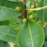 Erythroxylum citrifolium Blad