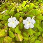 Episcia lilacina Floare