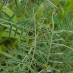 Vicia monantha برگ