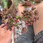 Origanum majorana Flower