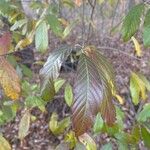 Frangula caroliniana Leaf