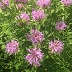 Monarda fistulosaЦвят