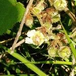 Rubus alceifolius Flower