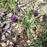 Muscari matritense Квітка