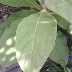 Verbascum phlomoides Liść