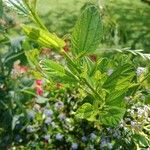 Ceanothus arboreus Ліст