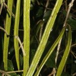 Fridericia chica Hoja