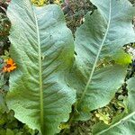 Rumex cristatus Leaf