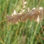Avenula pubescens Mbuma