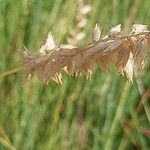 Avenula pubescens Fruit