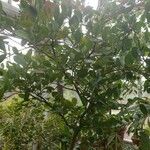 Chrysobalanus icaco Plante entière