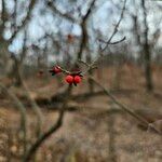 Euonymus atropurpureus Fruit