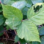 Rubus fruticosus Ліст