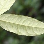 Cheiloclinium cognatum Frunză