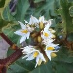Solanum chrysotrichum Floare