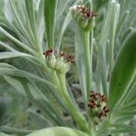 Argusia gnaphalodes Froito