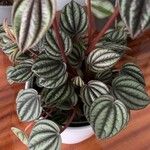 Peperomia albovittataFulla