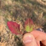 Chenopodium berlandieri Leaf