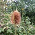 Dipsacus fullonumЦвят