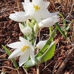 Chlorophytum tuberosum Blomma