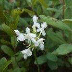 Platanthera blephariglottis Blomma